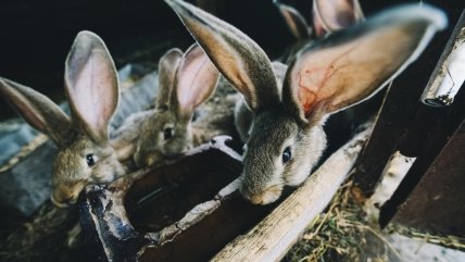 Серед найбільш вразливих наземних видів — зайці