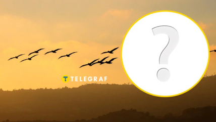 Такий птах особливо активний вночі