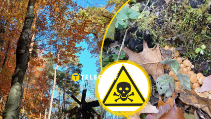 В осінньому лісі можна знайти отруйні гриби