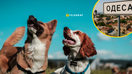 Собаки в Одесі здивували перехожих