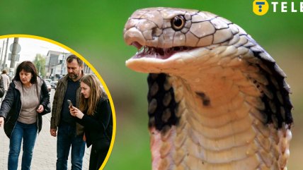 На Киевщине нашли "кобру"