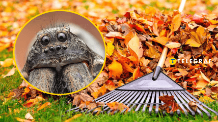 Павук-вовк стає більш помітний восени