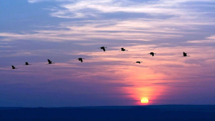 Перелітні птахи долають шлях над океаном