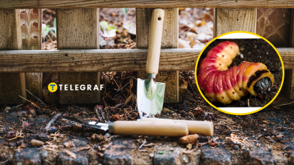 Червиця пахуча