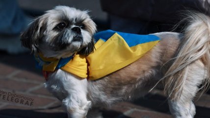 Собака з українським прапором