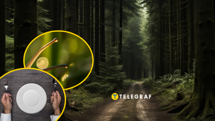 У Запоріжжі на землі помітили "делікатес"