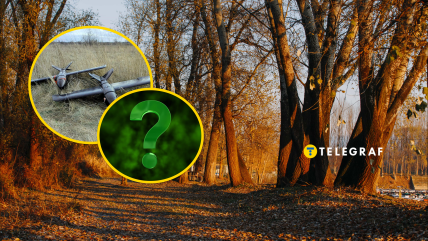 В осінньому лісі все ще можна зустріти комах