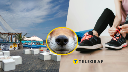 В Одесі хижа тварина прийшла на спортивний майданчик