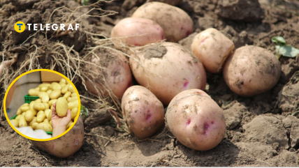 Картопля в полі