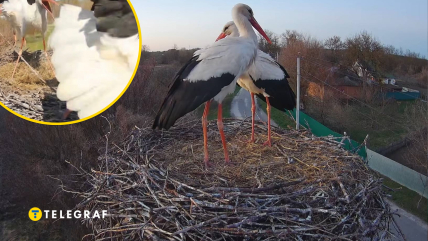 В гнезде сложилась новая пара
