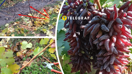 Як правильно обрізати та вкрити виноград на зиму