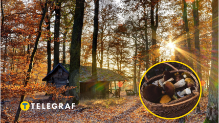 Осінній ліс та гриби