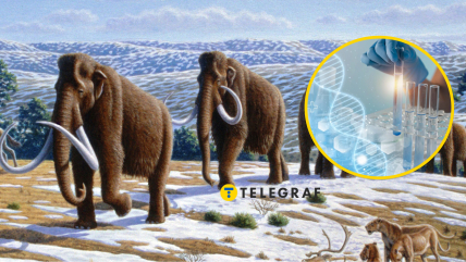 Родина мамонтів