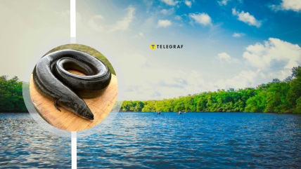 Вугрі в українських водоймах з'являються все частіше