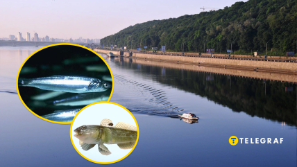 Происходит экспансия рыб из лиманов