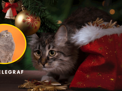 Котики и елка