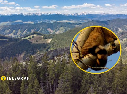 Зверя увидели в горах