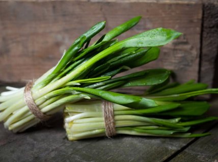 Черемша растет каждая на отдельном стебле