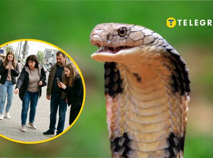 На Киевщине нашли "кобру"