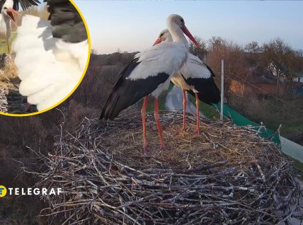 В гнезде сложилась новая пара