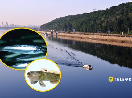 Происходит экспансия рыб из лиманов