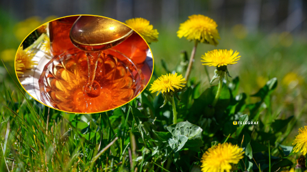 Мед из одуванчика (видео)