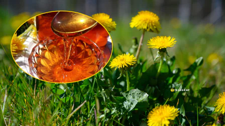 Мед из одуванчика (видео)