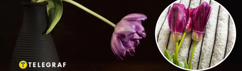 Завявшие цветы