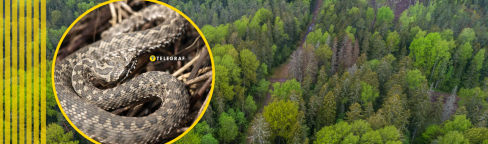 Пресмыкающихся можно встретить не только в лесу