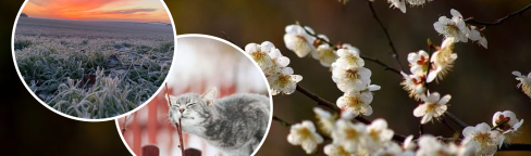 Весной заморозки и кот