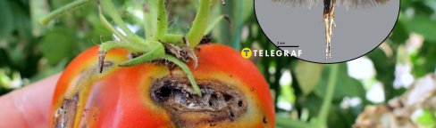 Томатная минирующая моль или томатная муха