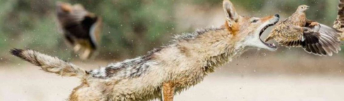 Шакал во время охоты