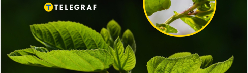 В Украине насекомые уничтожают грецкие орехи