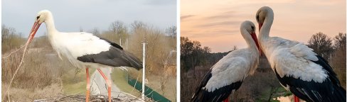 Аисты. Фото с камеры видеонаблюдения за гнездом
