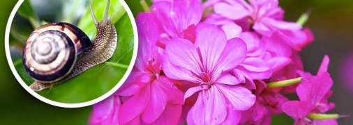 Улитки — частая неприятность в саду