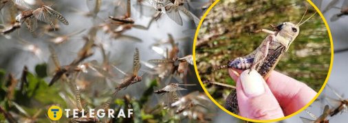 Коллаж "Телеграфа"