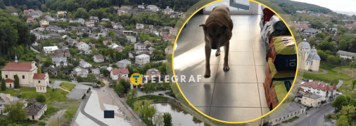 Пес Мікі живе в Винниках