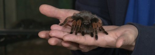 Тарантул - великий та волохатий