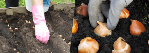 Посадка лука весной 2025 года