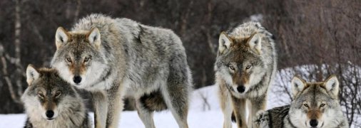 Зграя вовків біля українського кордону