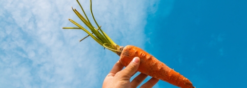 Вырастить большую и сочную морковь - очень просто