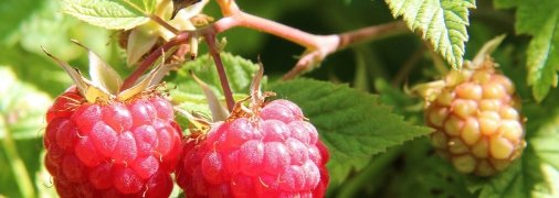 Как ухаживать за малиной