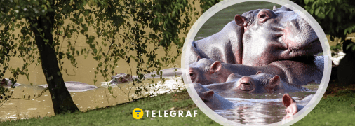 Бегемотам знаменитого наркобарона загрожує смерть