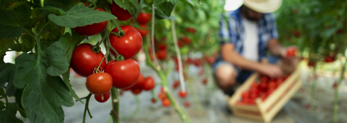 Хороший урожай помідорів отримати непросто