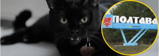 Кіт у Полтаві