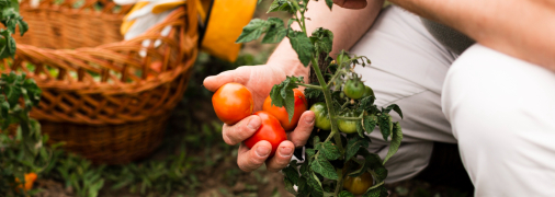 Великий урожай томатів забезпечено