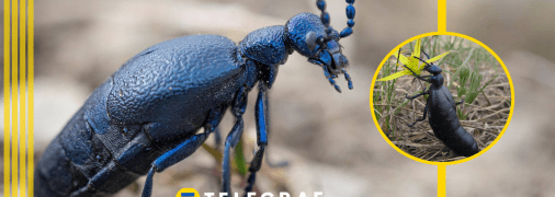 Майка звичайна – дуже отруйна комаха