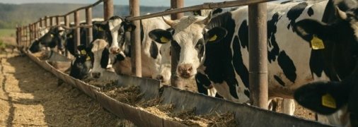 Украинская молочная отрасль значительно пострадала из-за войны, однако выстояла и восстанавливается