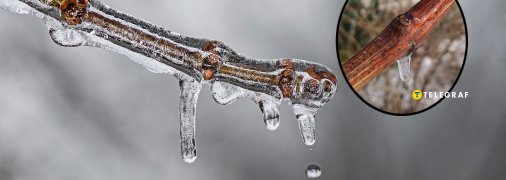 Виноград может погибнуть из-за длительного пребывания во льду