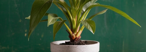 Кімнатні рослини потребують регулярного підживлення  (зображення створено за допомогою ШІ)